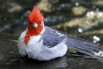 Image of a red-crested cardinal hatchlin
at Jurong Bird Park
